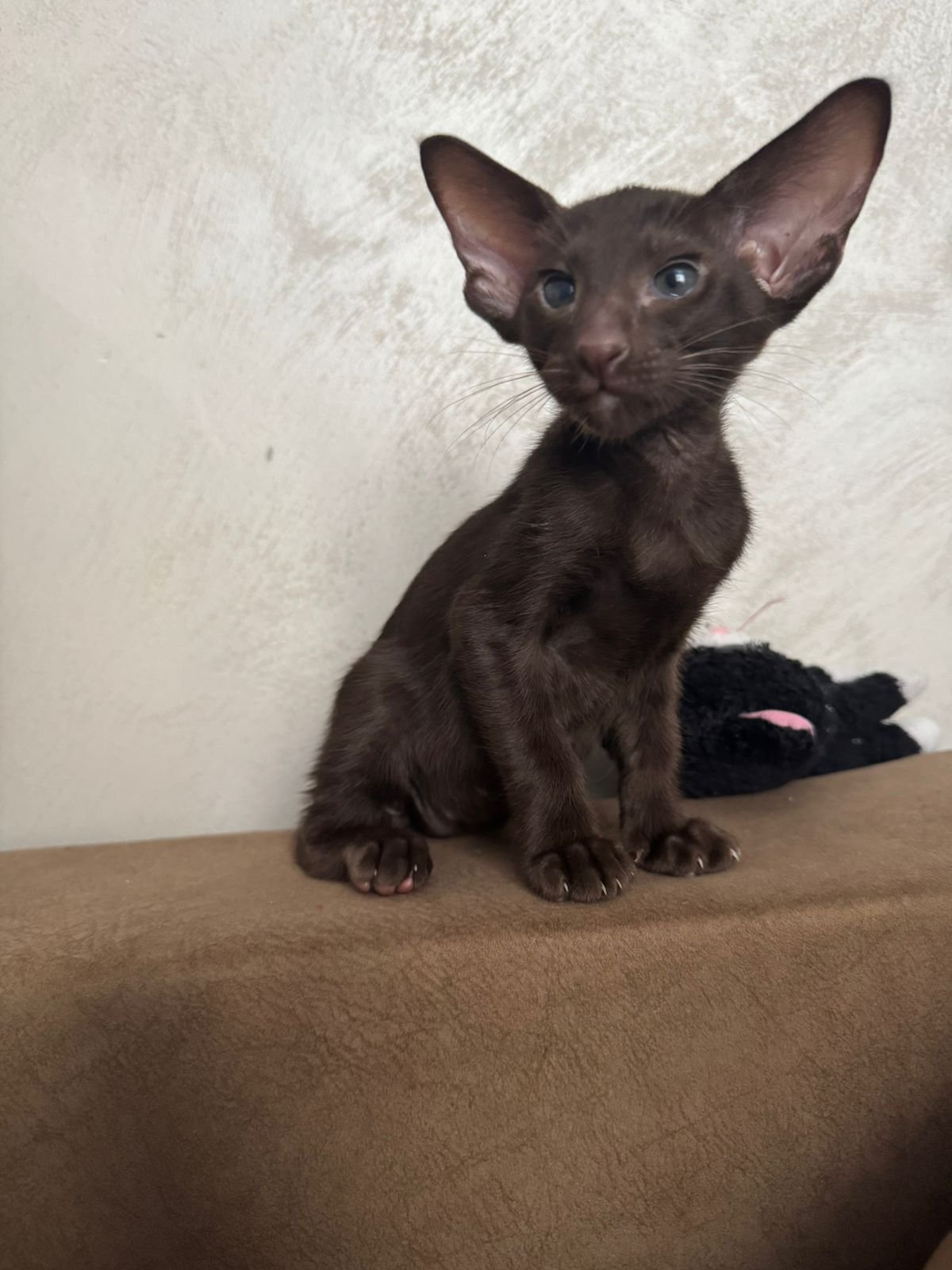 ORI A1 Chocolate Male Oriental Shorthair