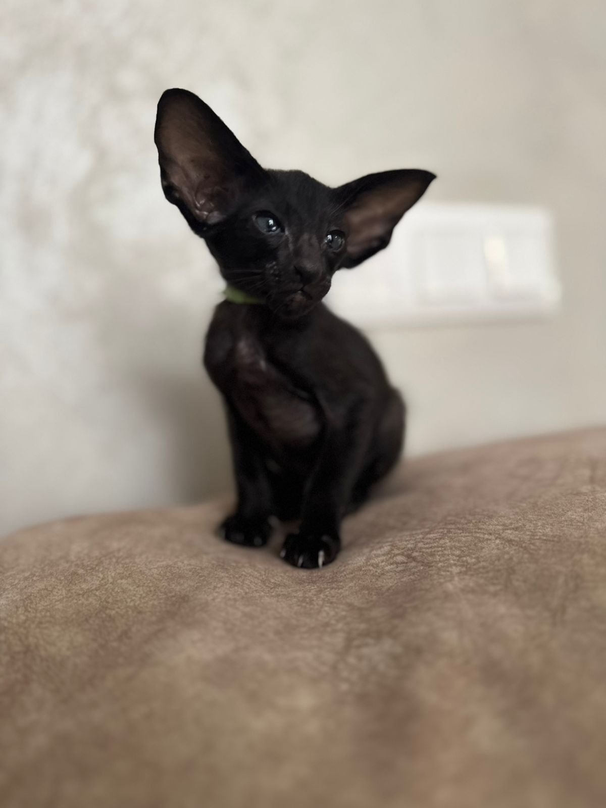 ORI A2 Black Male Oriental Shorthair