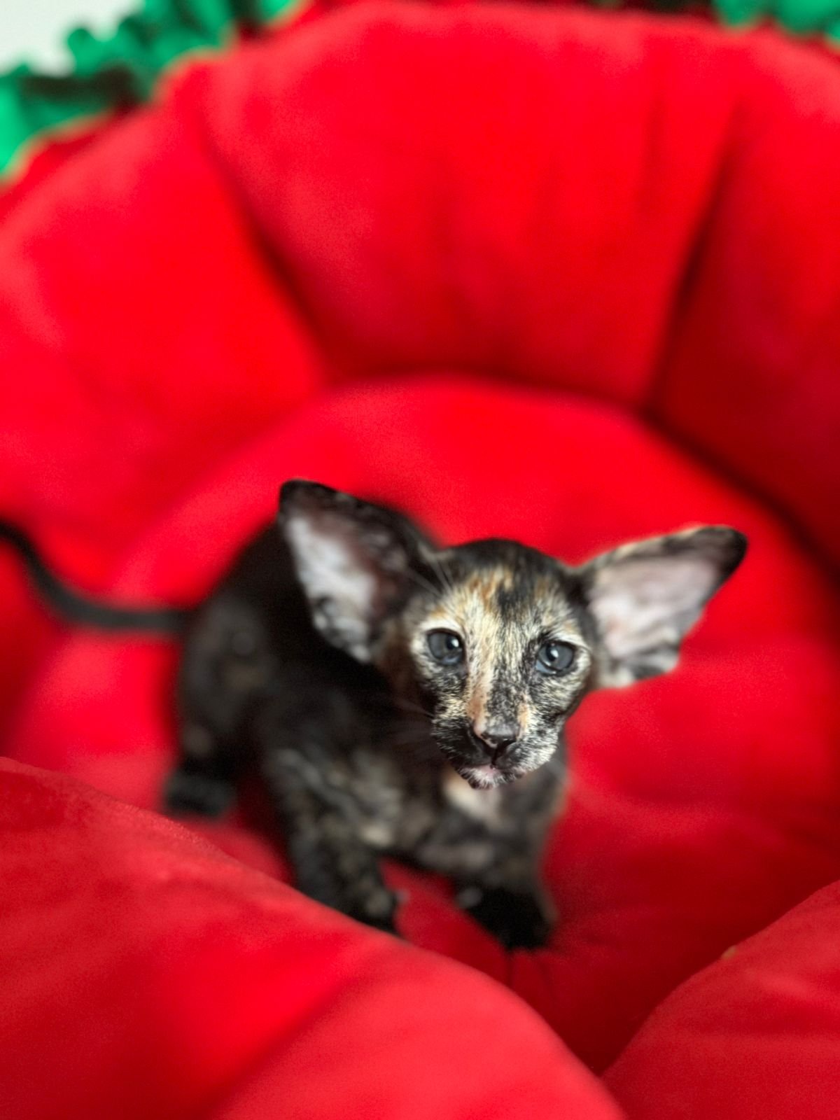 ORI A3 Tortie Female Oriental Shorthair