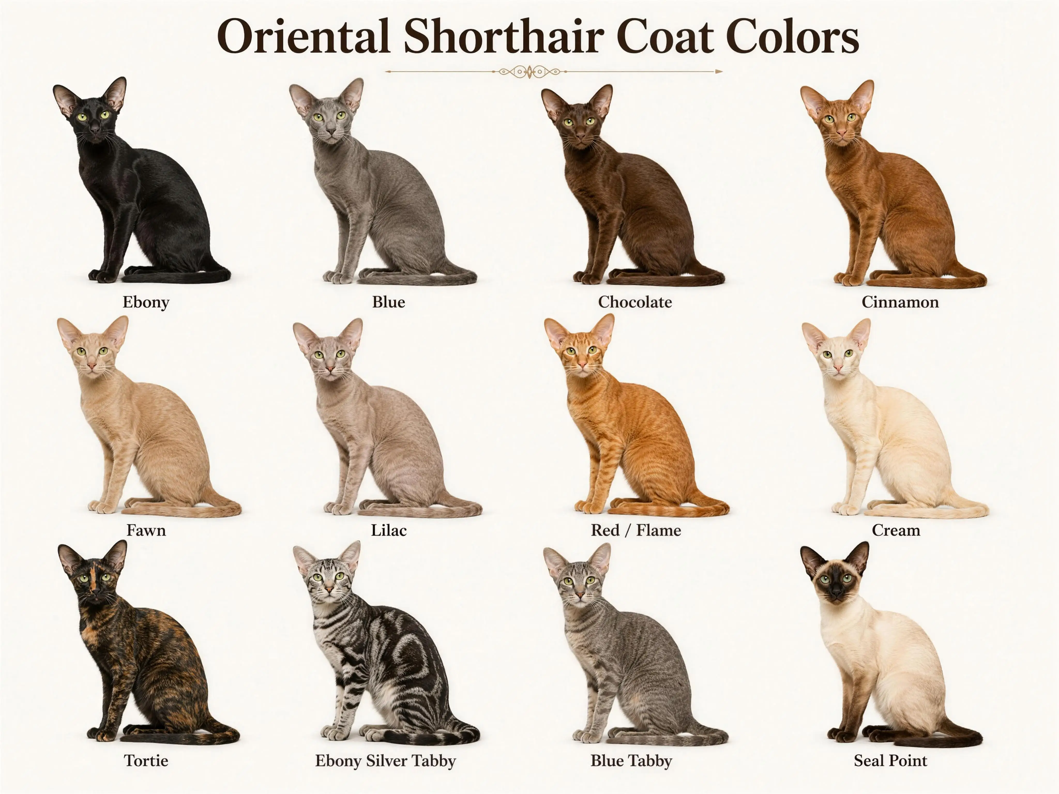 Oriental Shorthair coat colors chart — twelve real full-body Oriental Shorthair cats in ebony, blue, chocolate, cinnamon, fawn, lilac, red, cream, tortie, ebony silver tabby, blue tabby and seal point
